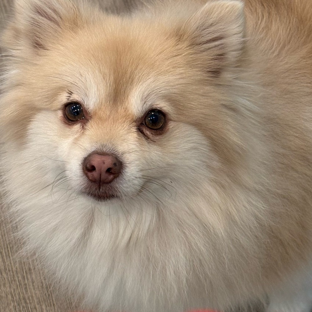 Meet your Posher, Patricia